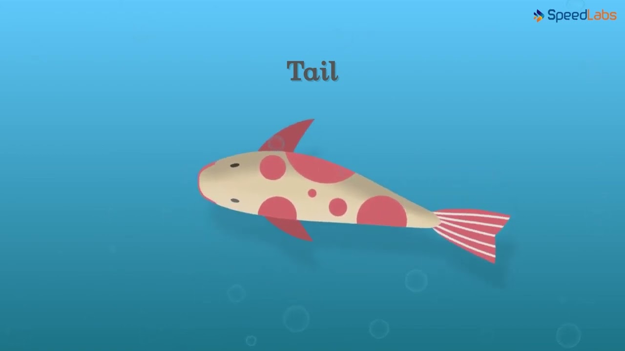 Class-6-Science-Ch-13-Body Movements-Topic- Gait of a Fish