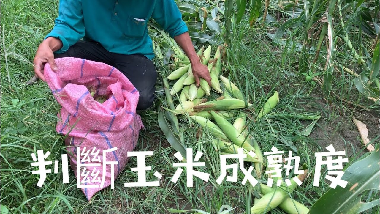 採收紫香玉米～【以三個特徵判斷玉米成熟度】