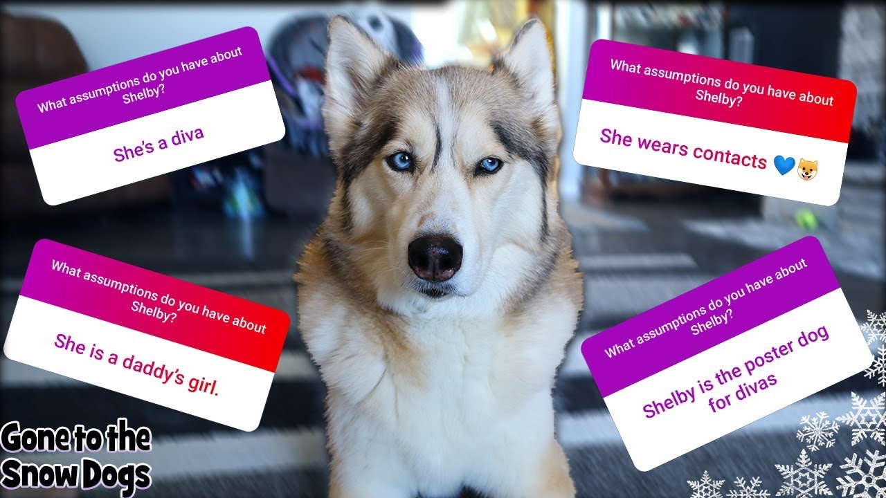 Answering Your Assumptions About Me, Shelby the Husky