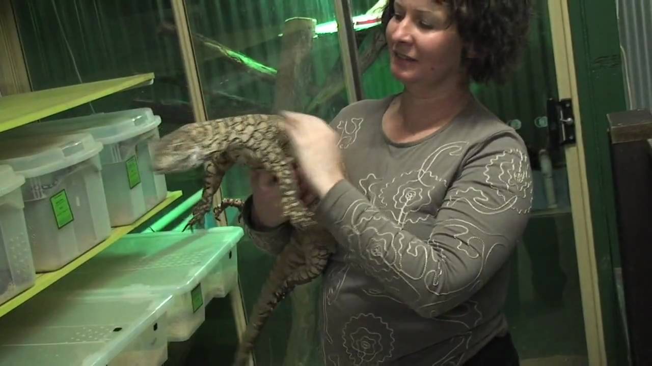 perentie