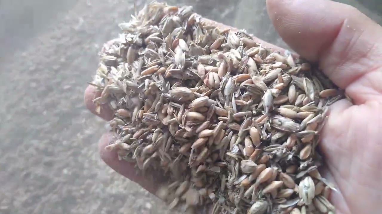 Bukowanie orkiszu