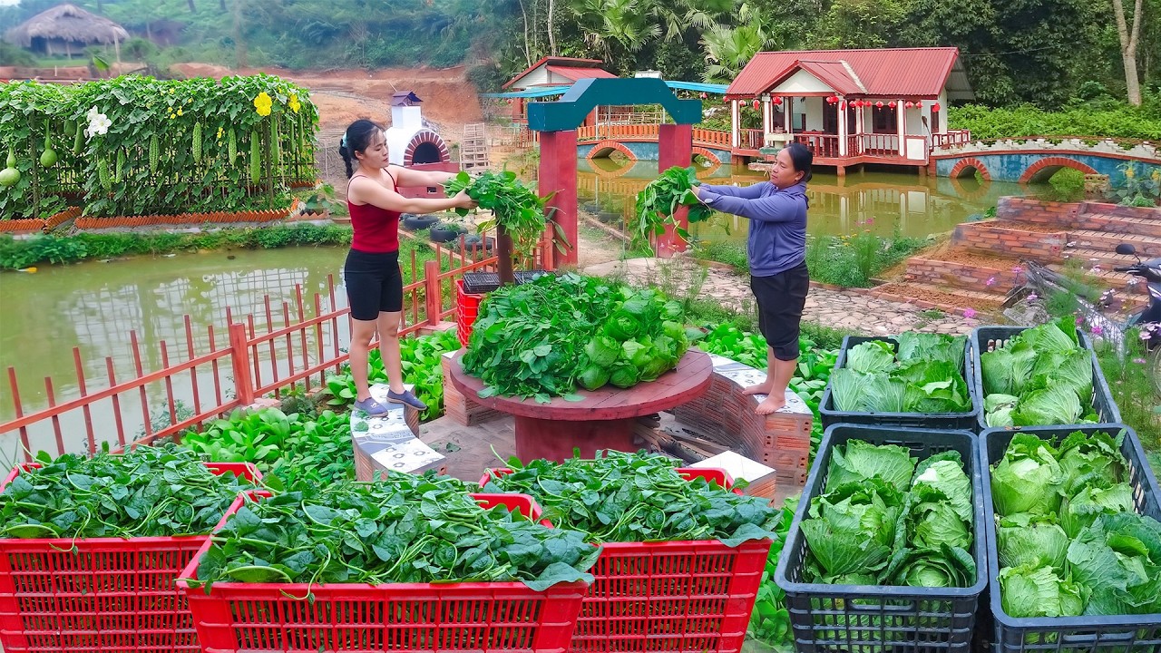 Harvest Cabbage and Spinach at the Farm For Sale - Grow More New Types of Vegetables