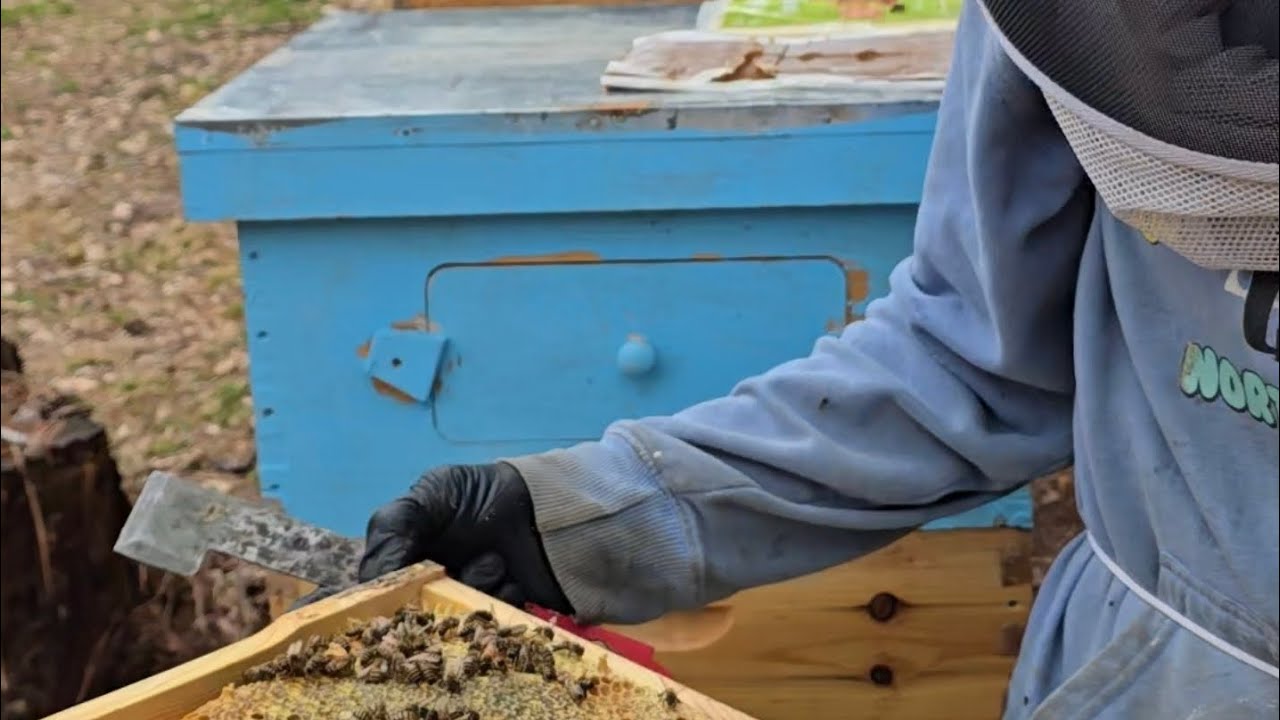 They want to #swarm I want to make #Splits #beekeeping #struggle #spring 