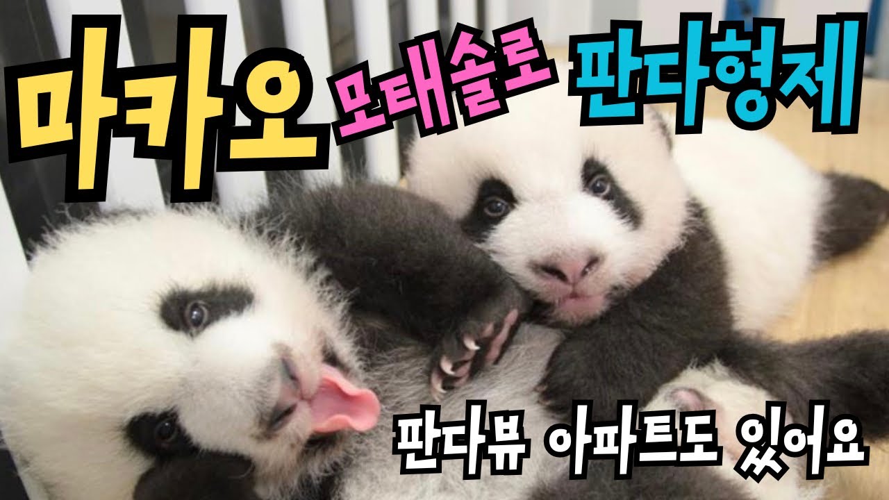 [Ep.3]🇲🇴마카오에 건강 판다 형제들 아시나요? 지안지안과 캉캉 만나러 떠나요✈️판다가 보이는 아파트도 있어요🏡