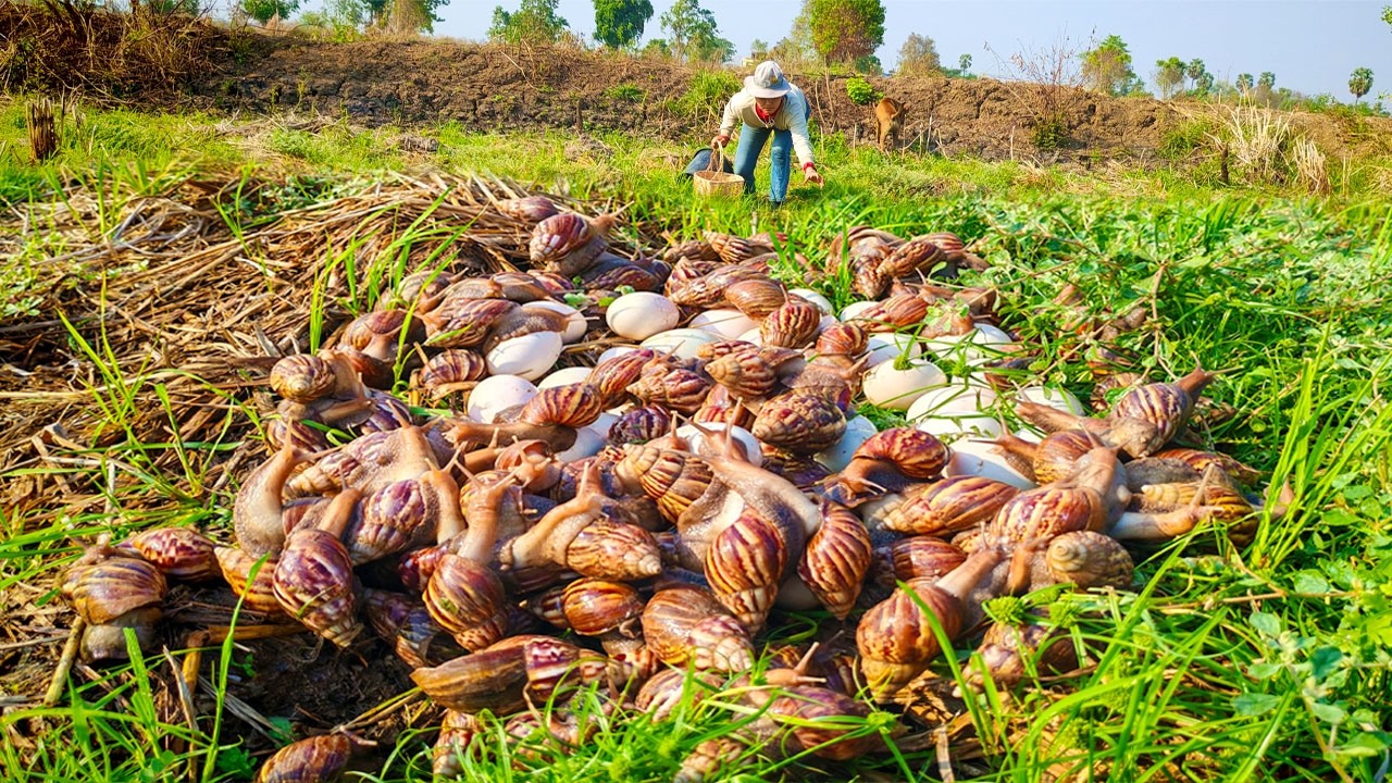 WOW amazing harvest duck eggs & snails a lot at field near village by hand a female farmer