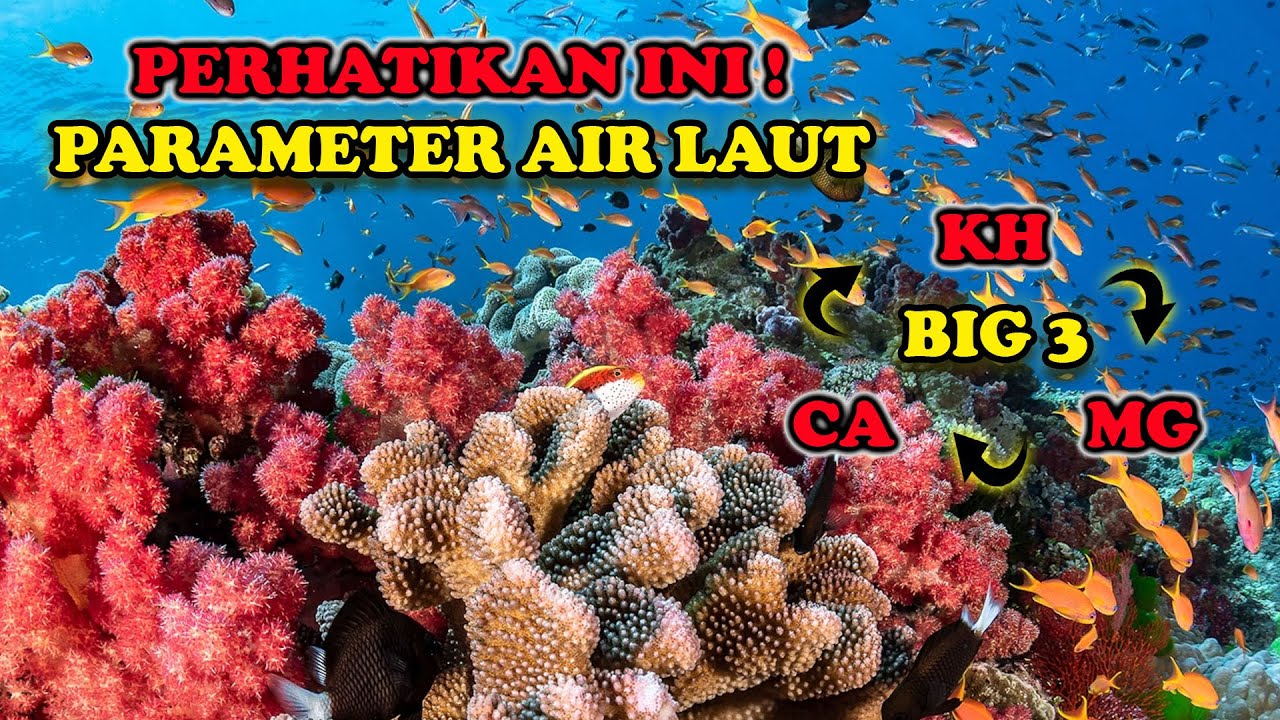 PARAMETER AIR LAUT, HAL YANG HARUS DIPERHATIKAN UNTUK MEMBUAT AQUARIUM AIR LAUT