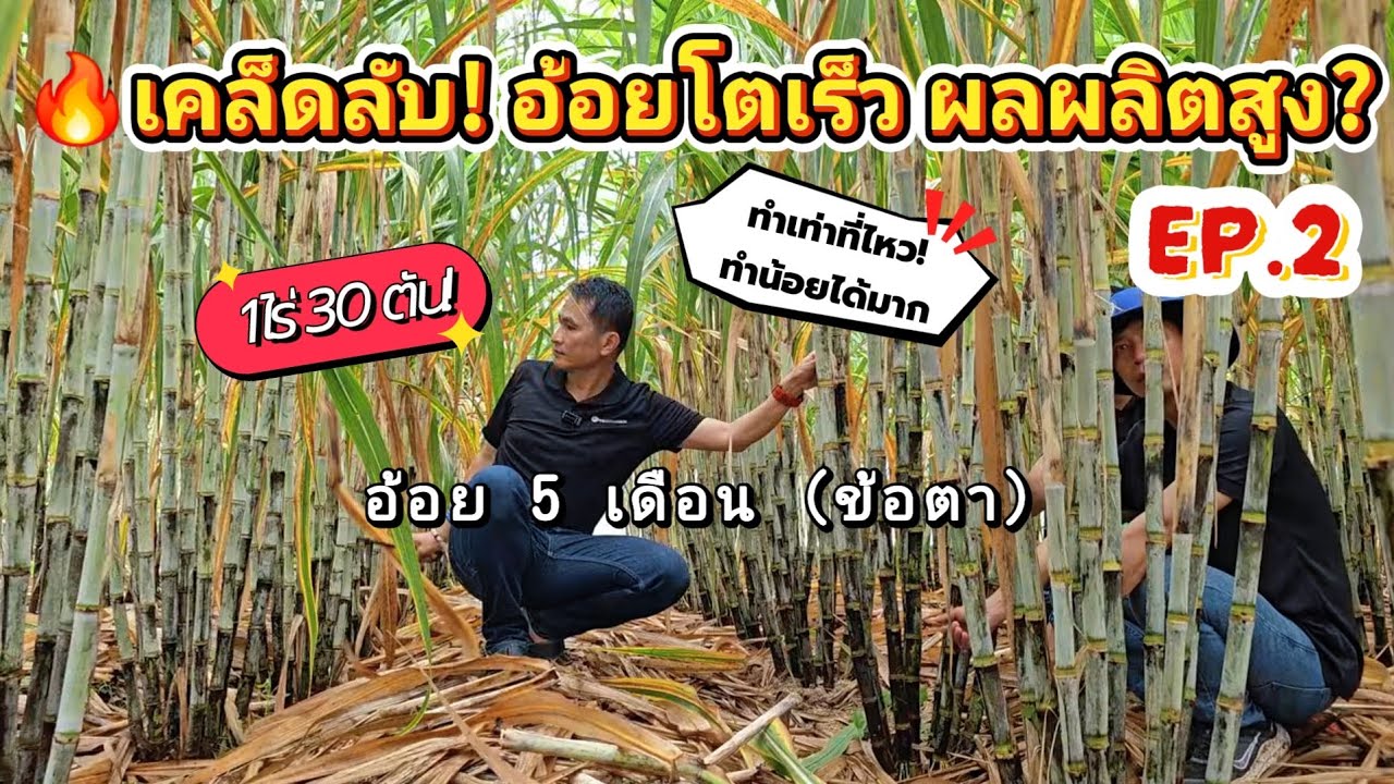 🔥เคล็ดลับ! อ้อยโตเร็ว ผลผลิตสูง? อัปเดตอ้อย 5 เดือน(ข้อตา)EP2 แนวทางปลูกอ้อย 1ไร่ 30ตัน|ผู้จัดการมัน