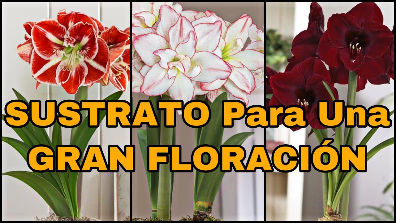 SUSTRATO Para Una GRAN FLORACIÓN De AZUCENAS (Hippeastrum amarillys)