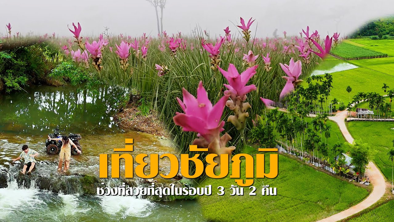 เที่ยวจังหวัดชัยภูมิ ช่วงที่สวยที่สุด 3 วัน 2 คืน  l สรรหาพาเที่ยว #ชัยภูมิ #เที่ยวชัยภูมิ