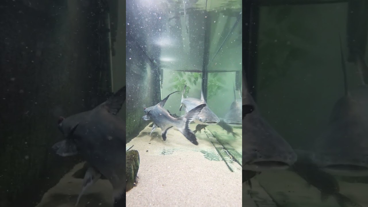 Giant paroon shark 