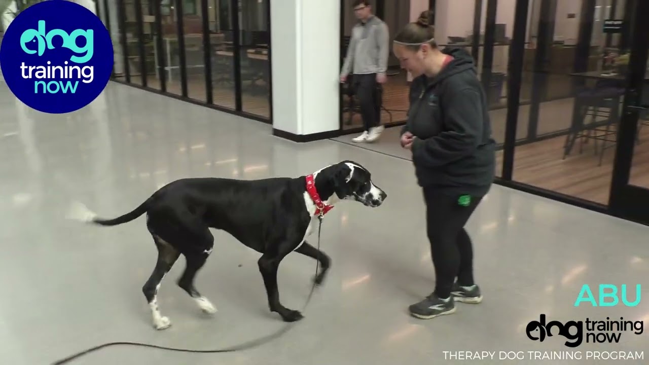 Abu Koscielak Therapy Dog
