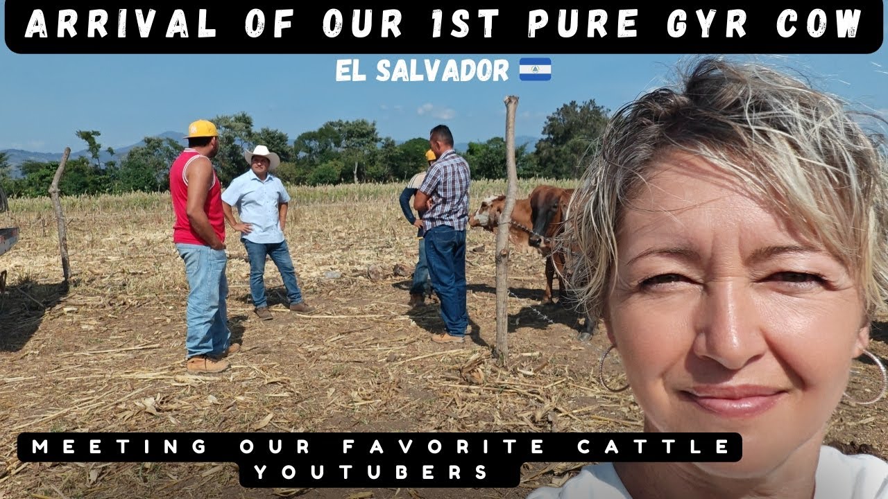 Arrival of Our First Pure GYR COW From Our Favorite CATTLE YOUTUBERS. 