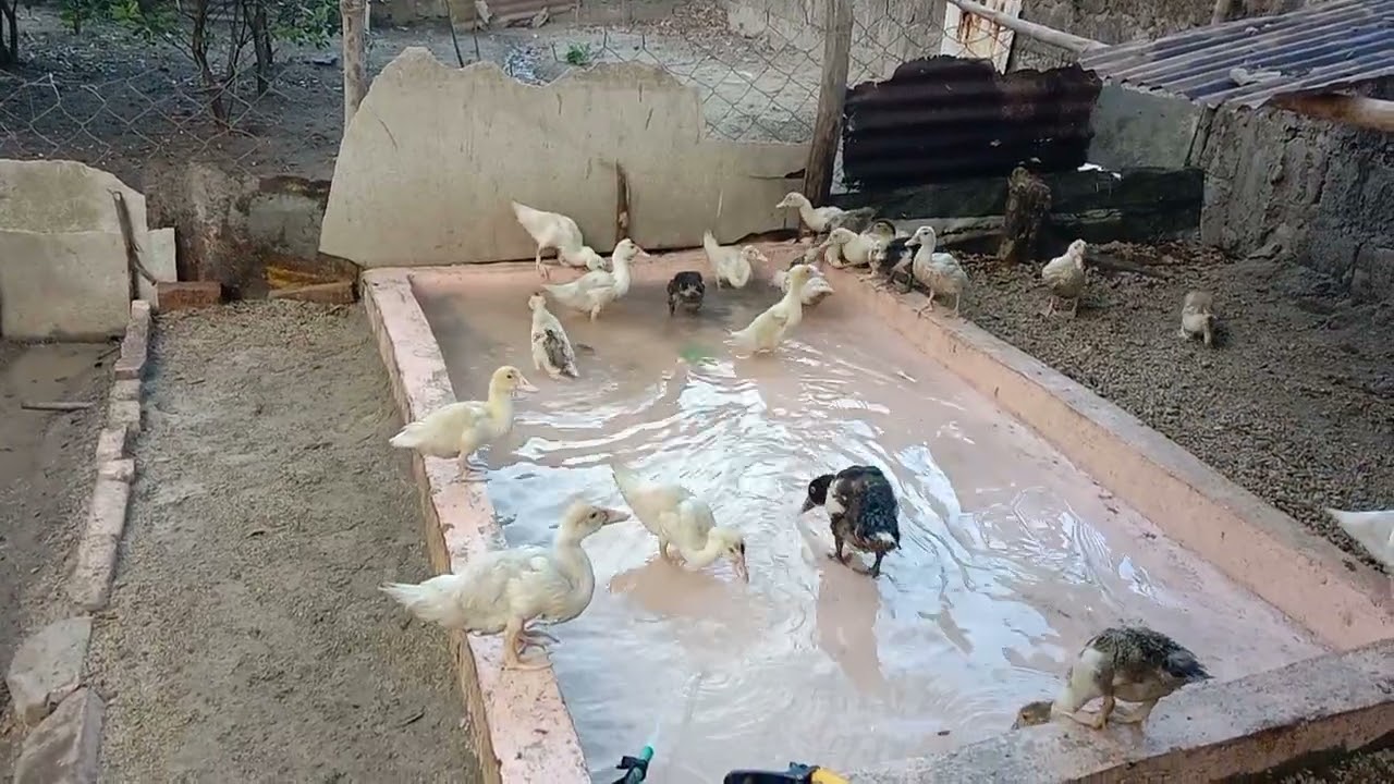 Ligo ligo din pag may time 🦢🦢🦢