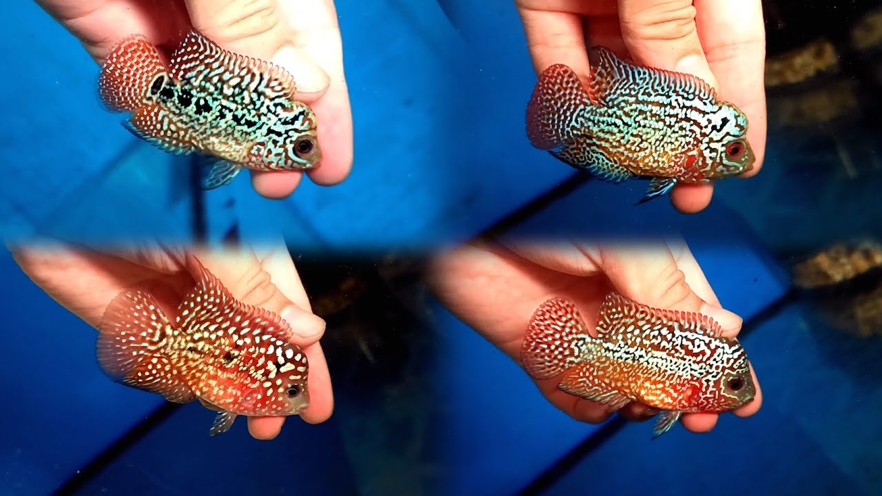 Lên Nhiều Cá La Hán DÒNG KAMFA F2 Size Nhỏ ĐẸP TUYỂN cho anh em tham khảo 