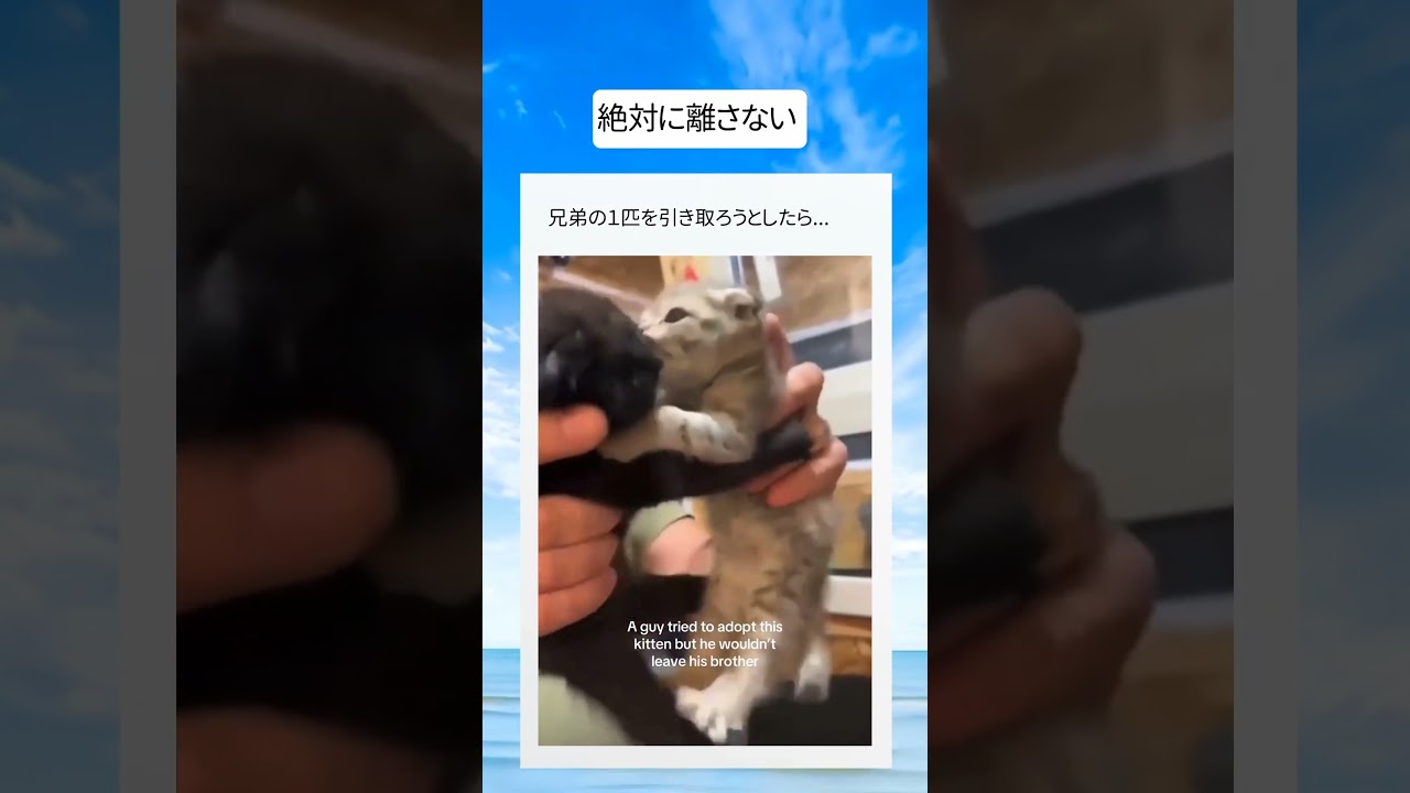 一緒に引き取られたそうです 
