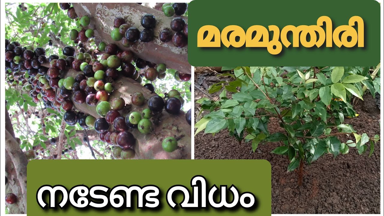 മരമുന്തിരി നടേണ്ട വിധം /maramunthiri jaboticaba