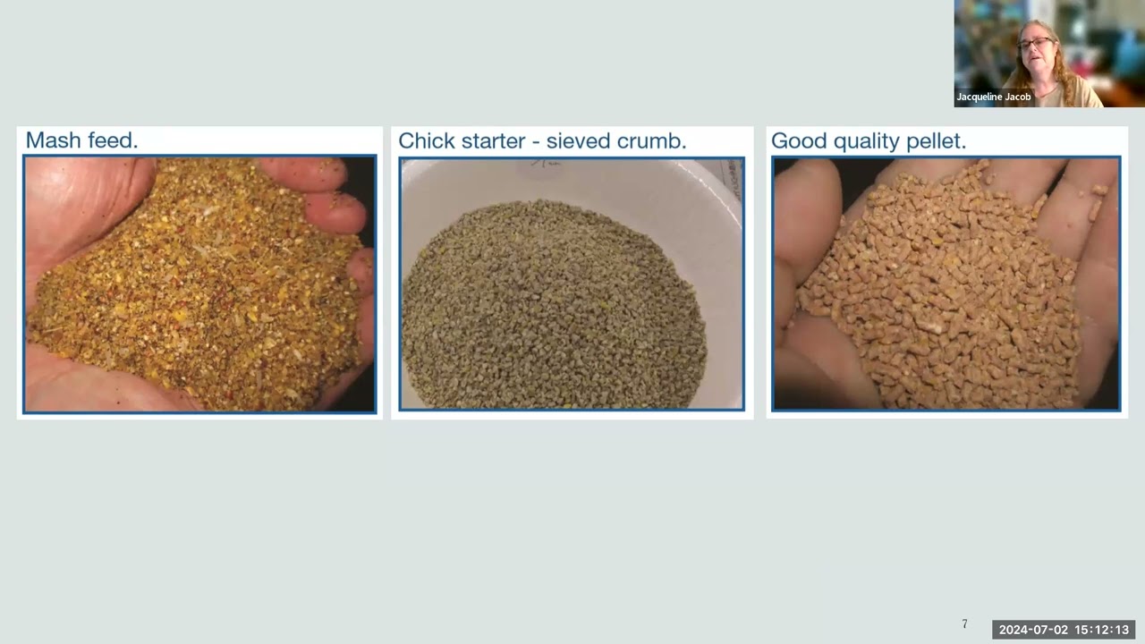 Food for chickens