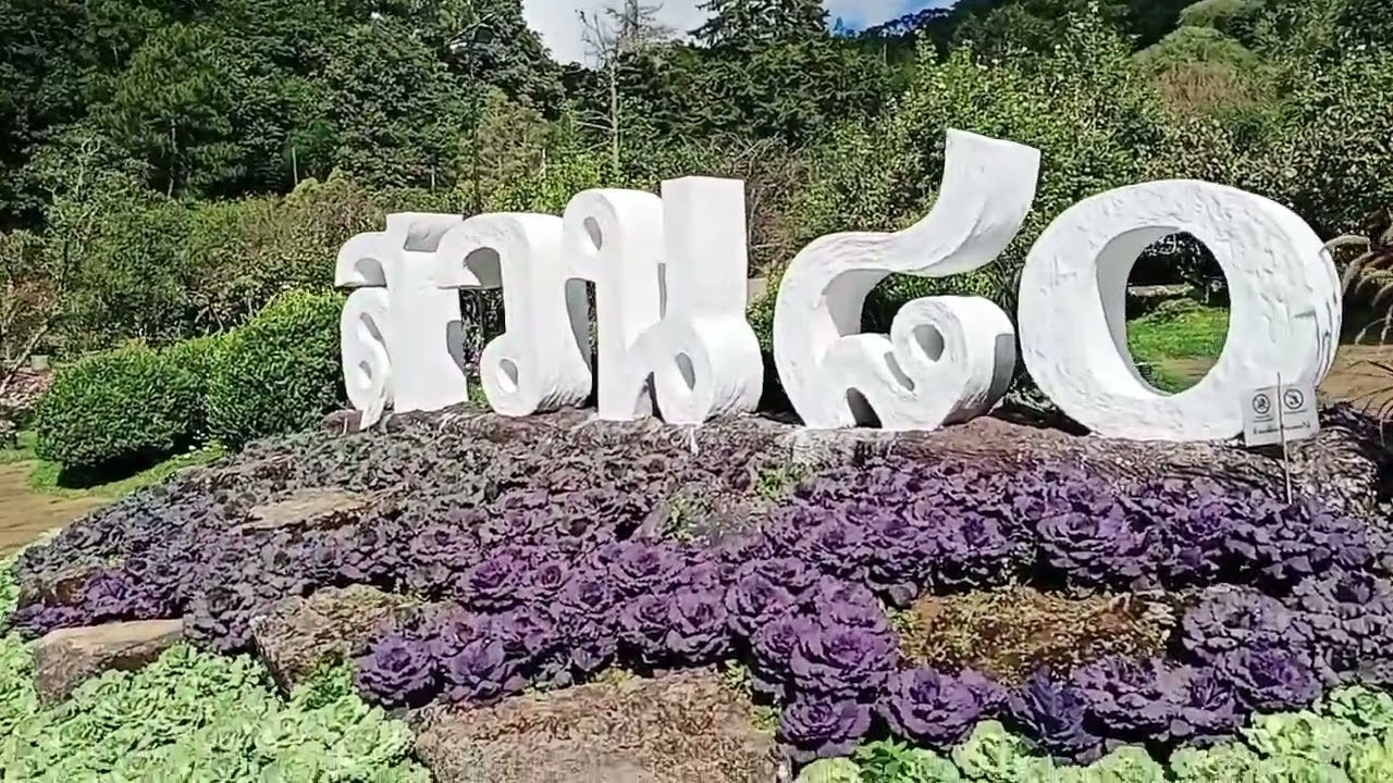 ชมสวน๘๐และสวนซากุระที่สถานีเกษตรหลวงอ่างขาง