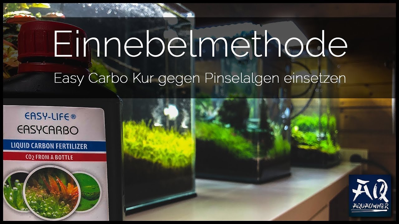 Pinselalgen bek&auml;mpfen mit Einnebelmethode | AquaOwner