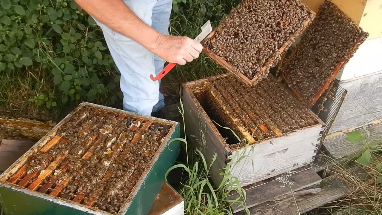 Zomerdracht: Eenbaksimkeren in spaar  en dadantkasten