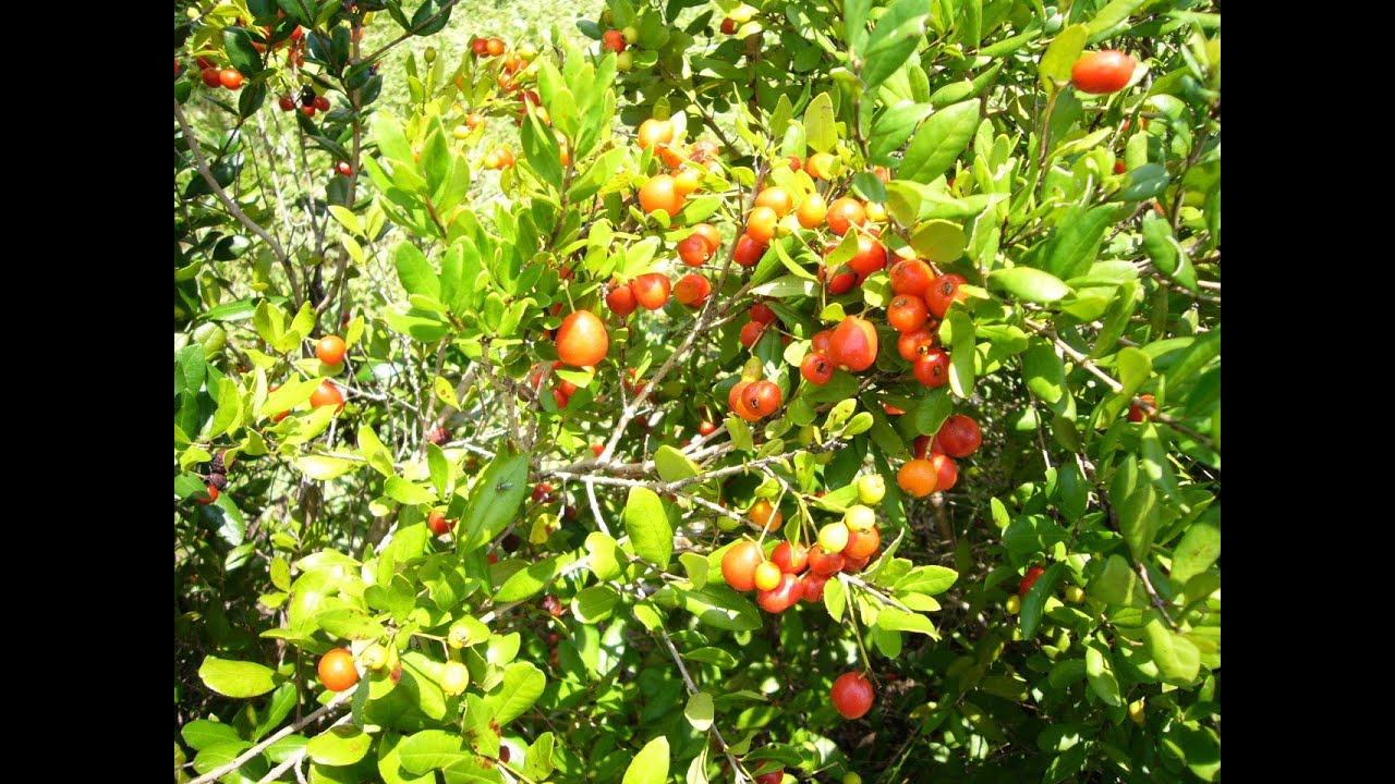 Eat The Weeds: Episode 133: The Simpson Stopper