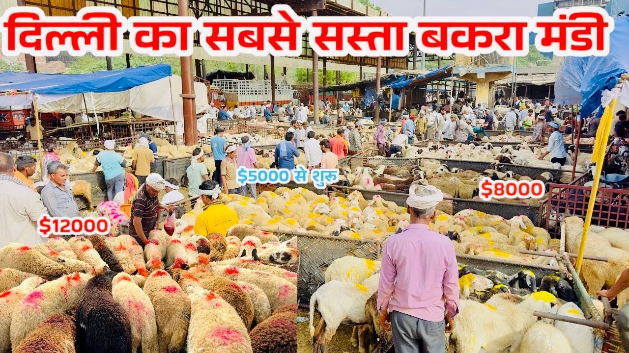GAZIPUR BAKRA MANDI 2025 LATEST VIDEO I Gazipur Bakra Mandi 2025 | Delhi Bakra Mandi2025 |RRRM |