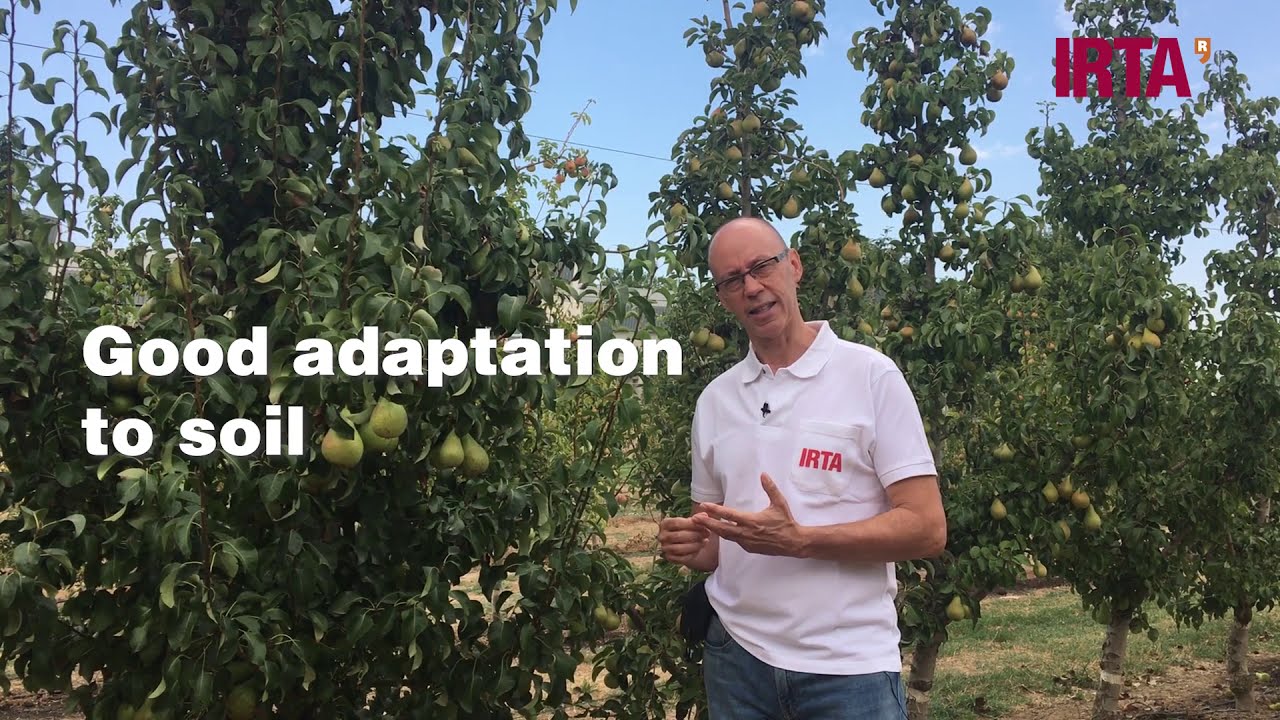 ROOTSTOCKS CONFERENCE PEAR