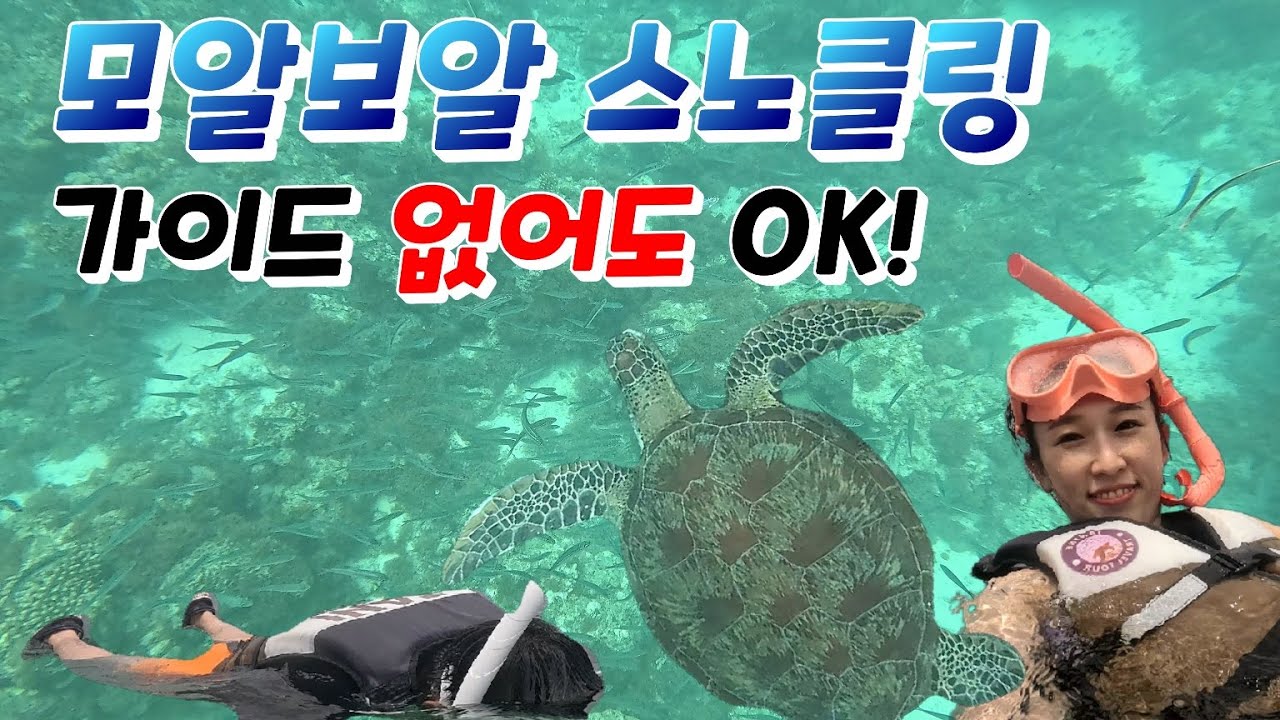 세부 모알보알에서 가이드 없이 정어리떼 & 거북이 스노클링 성공! 🌟 꿀팁 대방출