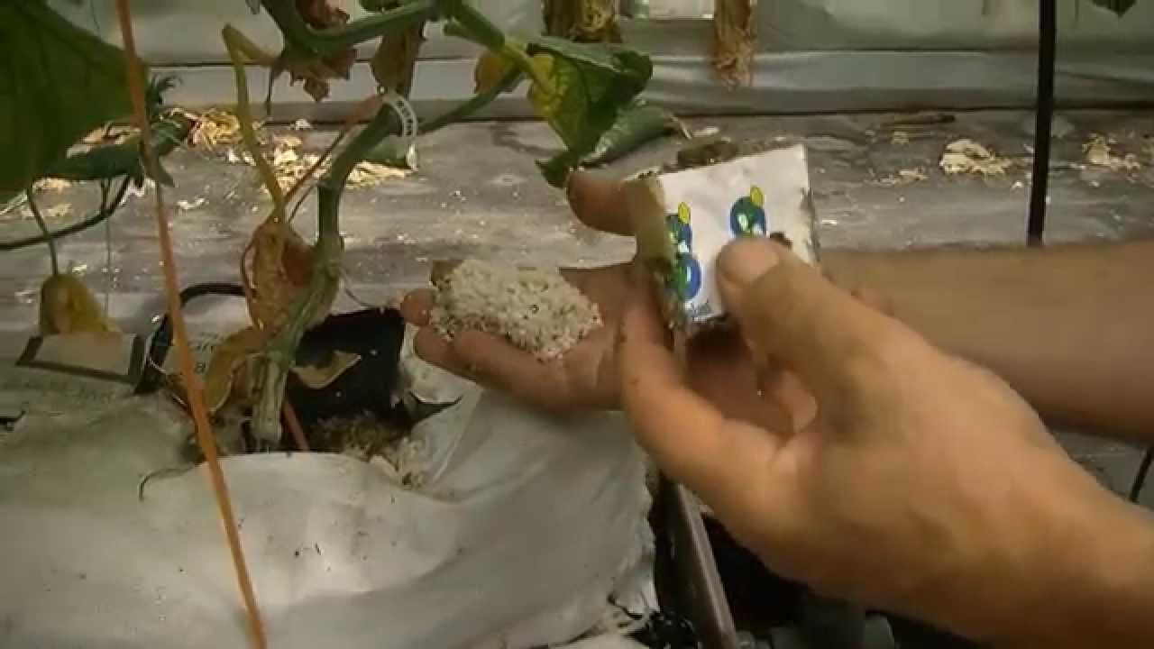 TIERRA FERTIL. Sector Primario. Cultivo Hidropónico