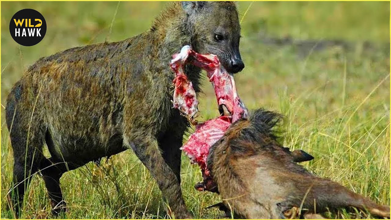 Most Ruthless HYENA Attacks on Earth Ever Recorded | Animal Fighting