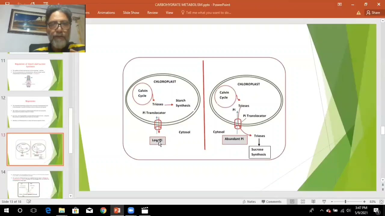 Starch and sucrose synthesis and its regulation.