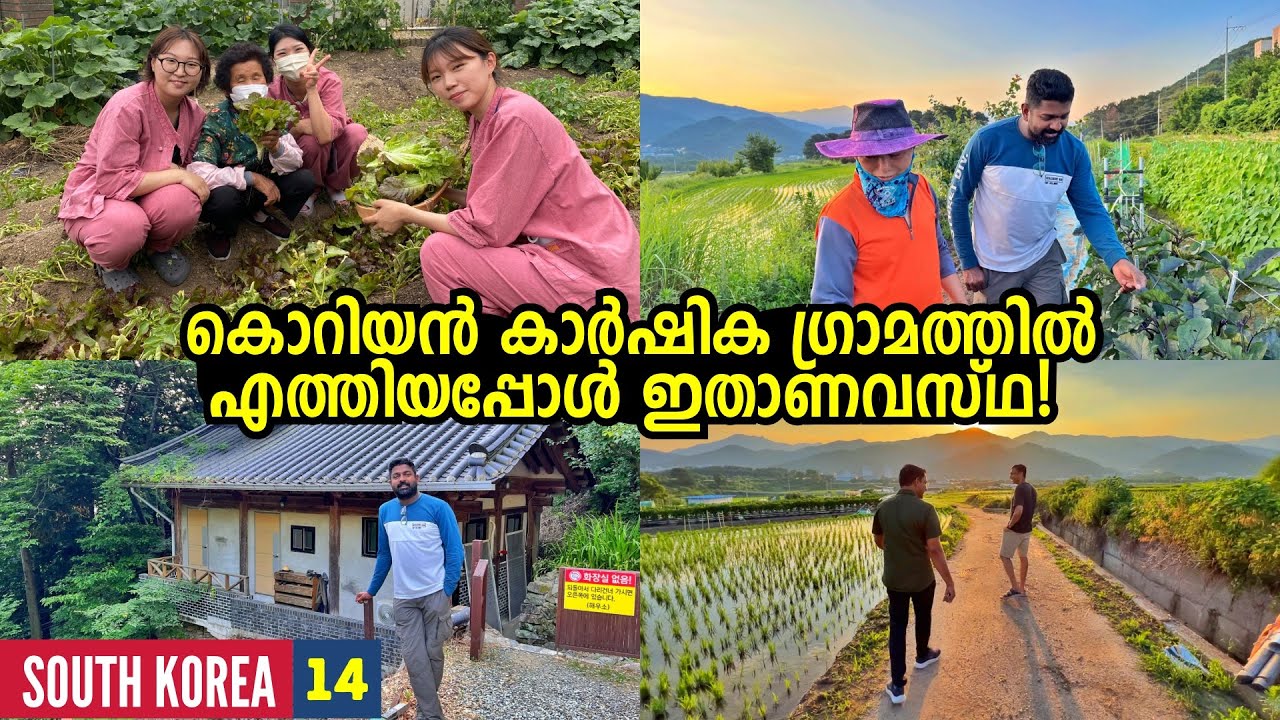 EP🇰🇷14 - പാടത്ത് പണിയെടുത്ത് മാസം 2 ലക്ഷം രൂപയുണ്ടാക്കുന്ന അമ്മച്ചിമാർ! Village Life - South Korea