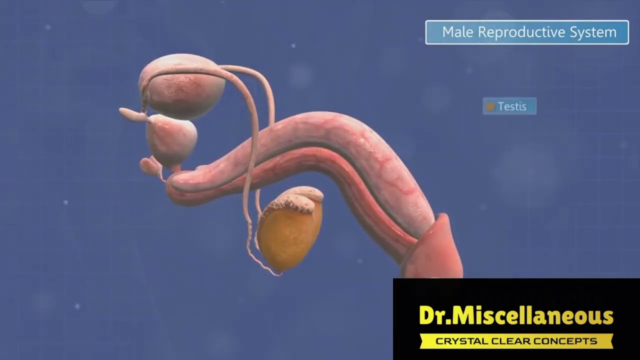 Female Reproductive Cycle Animation ||Class-12 Biology | Chapter 18 || Human Reproduction.