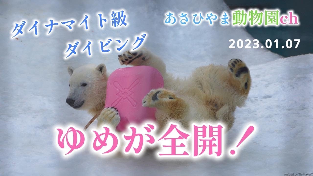 ホッキョクグマのゆめ「ゆめが全開」あさひやま動物園チャンネル《非公式》Polar bear Yume 