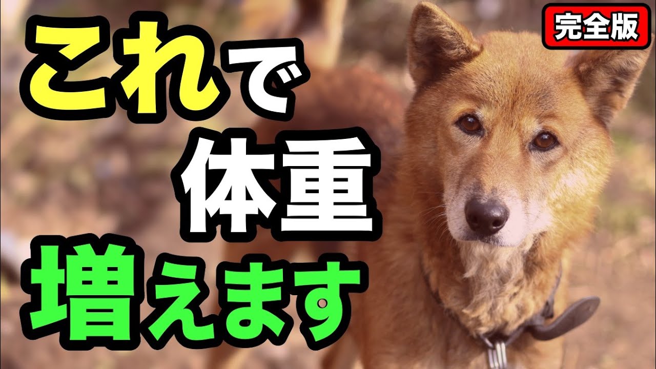 【完全版】犬の体重を増やす方法3選を獣医師が解説します
