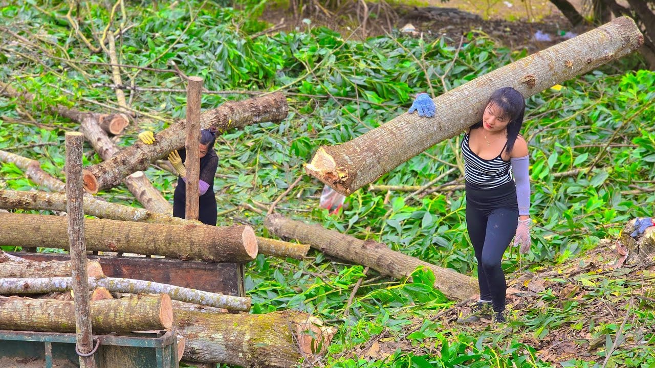 Agricultural vehicle, two girls transporting large logs. #wood #chainsaw #tractor #tractorvideo 