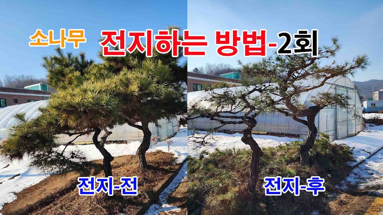 소나무전지 초보자들을 위한 수형정지 제2회 전지 전문가가 들려주는 핵심 노하우