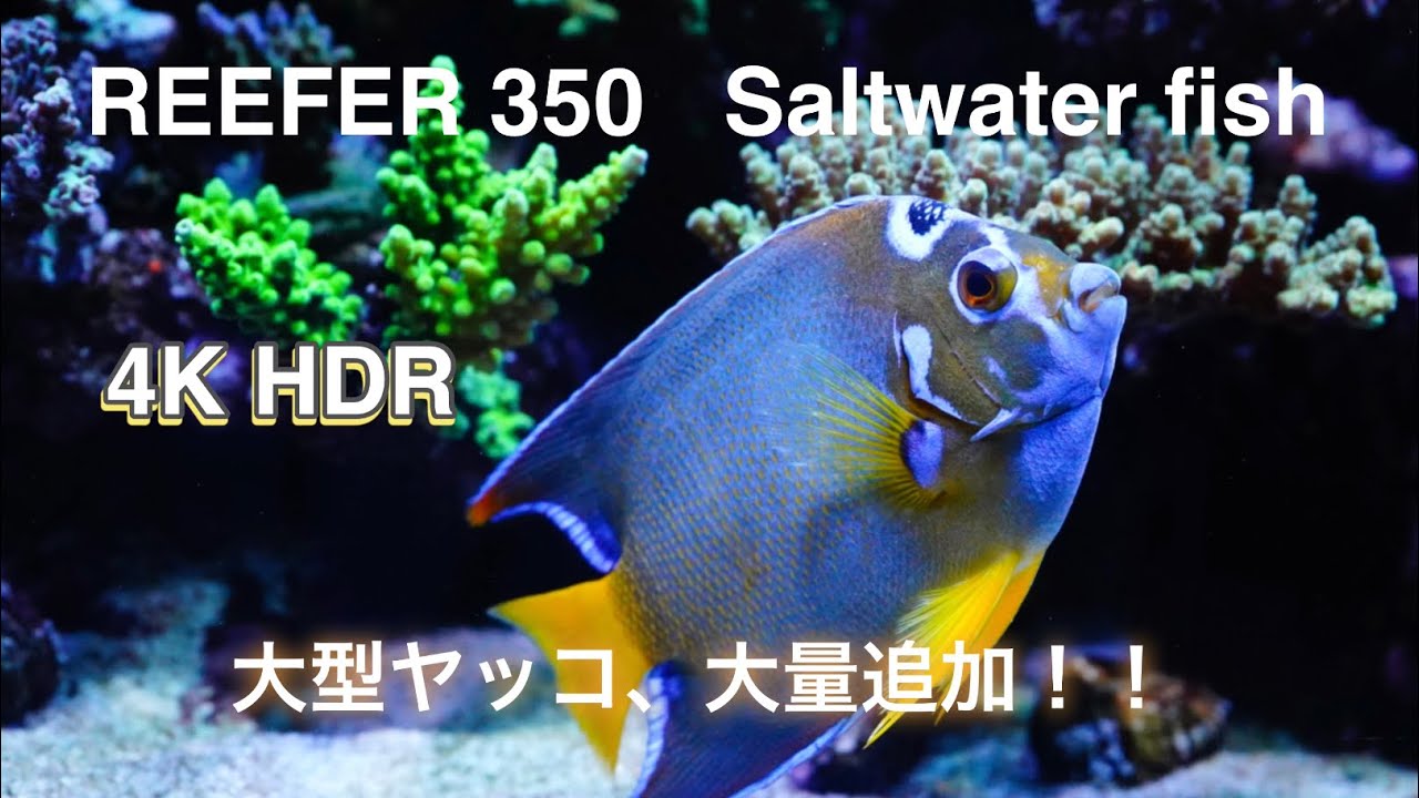 クィーンエンゼルフィッシュ　マリンアクアリウム　【大型ヤッコ】【saltwaterfish】【海水魚】【ミドリイシ水槽】