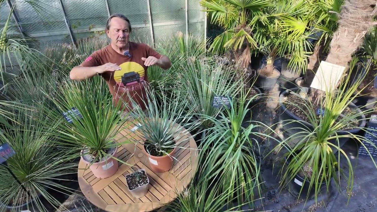 drought resistant plants, meet the Dasylirions