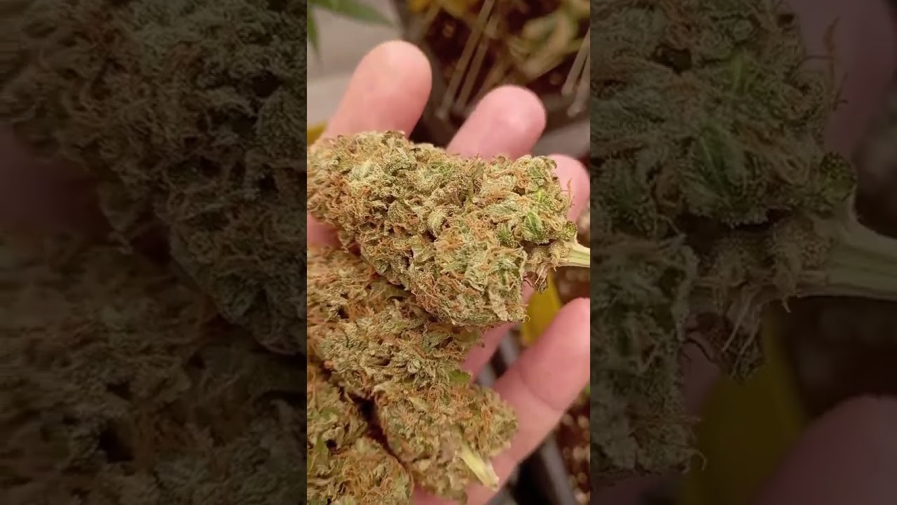 Blueberry Auto 🫐 Fast Buds | indica by terpboytommy
