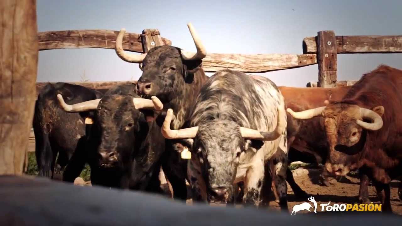 Toropasión - Toros para la Feria de La Magdalena de Castellón 2014