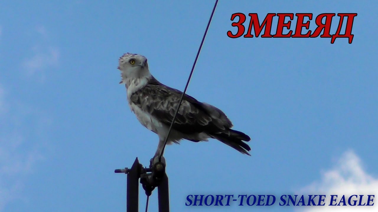 Редкий хищник - Змееяд (Circaetus gallicus) Short-toed snake eagle