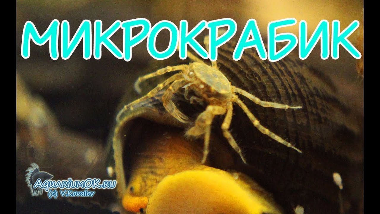 Limnopilos naiyanetri - Thai micro crab - карликовый тайский крабик
