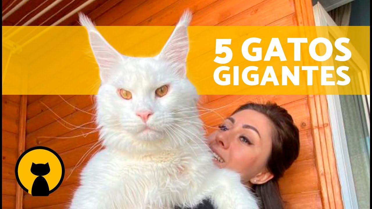 RAZAS de GATOS más GRANDES del MUNDO 🐱 | Top 5 Gatos Gigantes