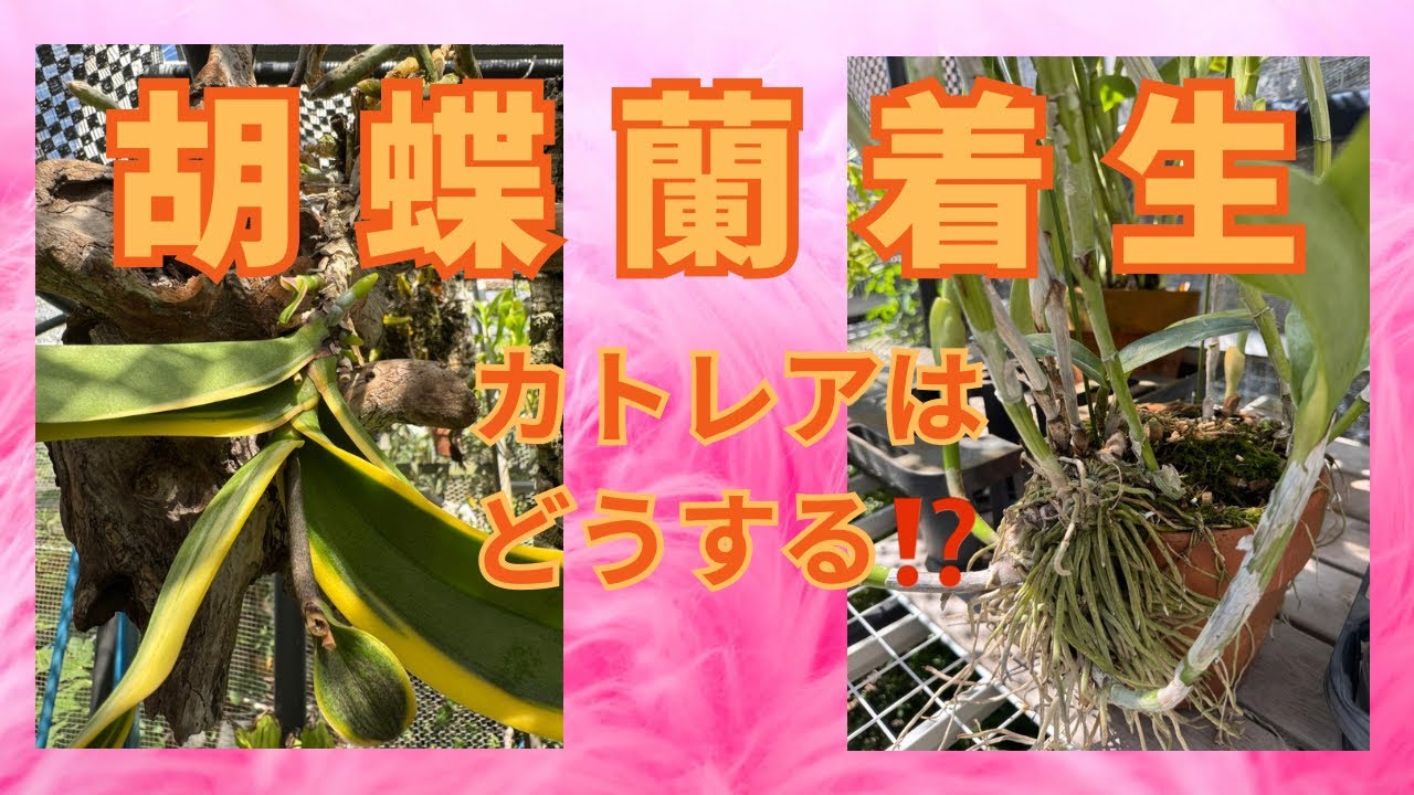 胡蝶蘭の着生　大型のカトレア思考植え替え？