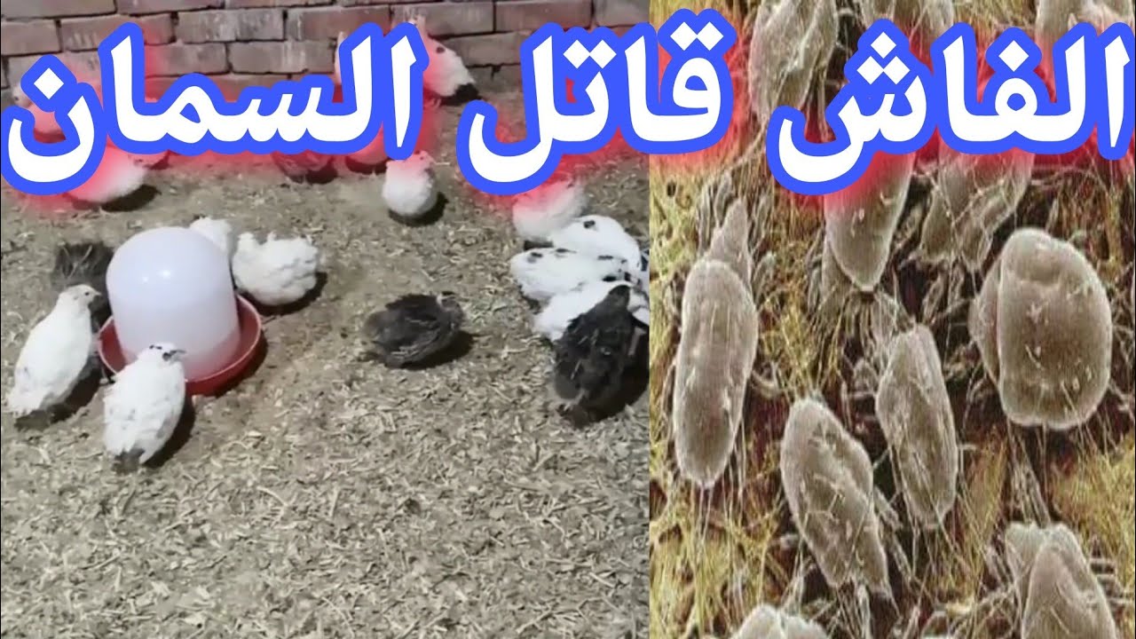 أسباب ظهور الفاش عند السمان وميعاد تغير الفرشة للسمان