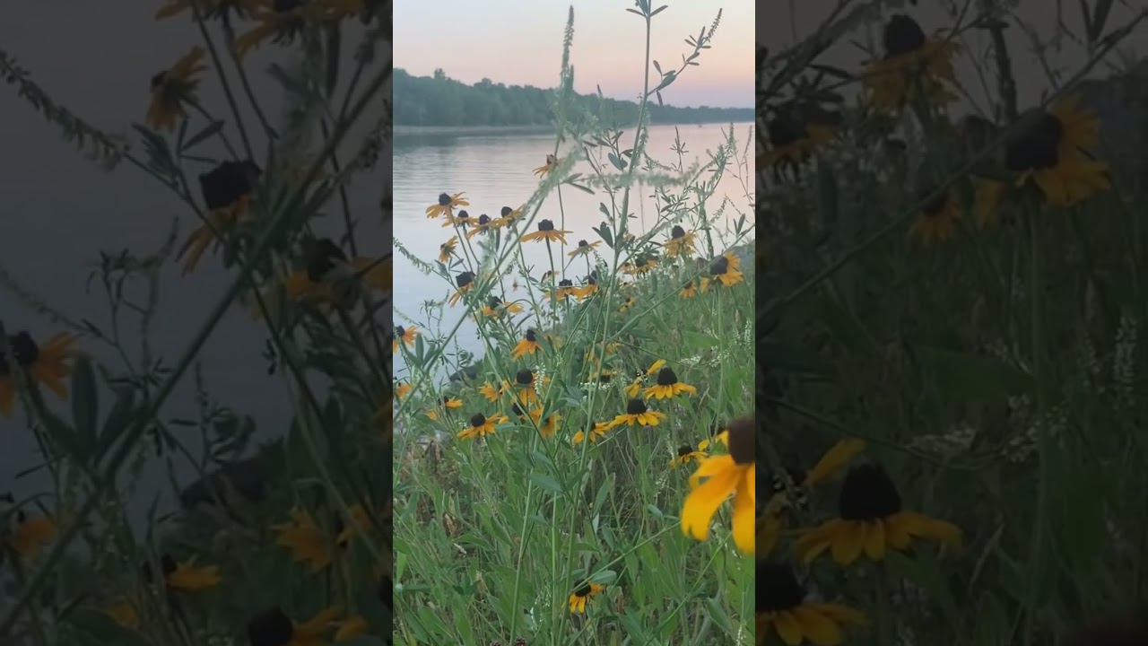 Maryland&rsquo;s state flower, the black eyed susan, growing along the Chesapeake & Delaware canal. 🌼 #md