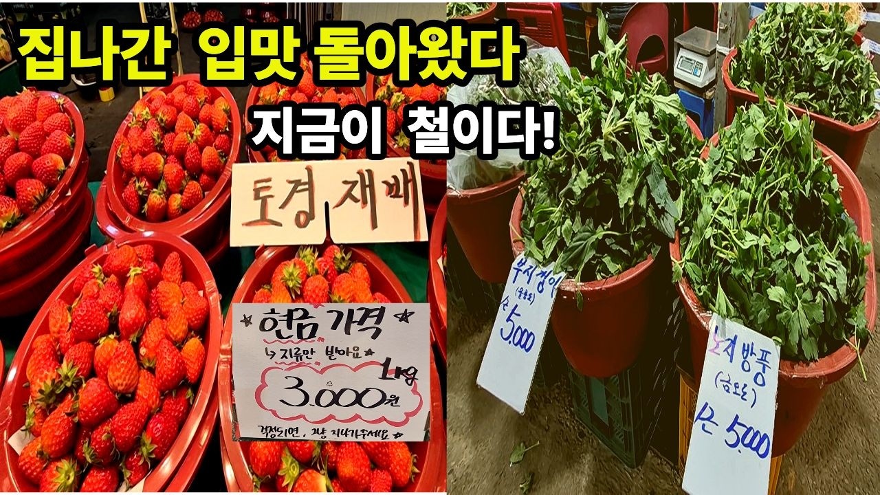 집나간 입맛 돌아왔다… 지금이 제일 맛있는 봄나물과 딸기 가격? #경동시장 #봄나물 #딸기