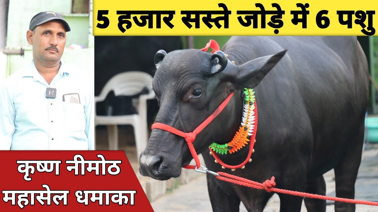 कृष्ण निमोठ महासेल धमाका, 5 हजार सस्ते जोड़े में 6 पशुधन || Krishan Nimoth Dairy Farm (8168095195)