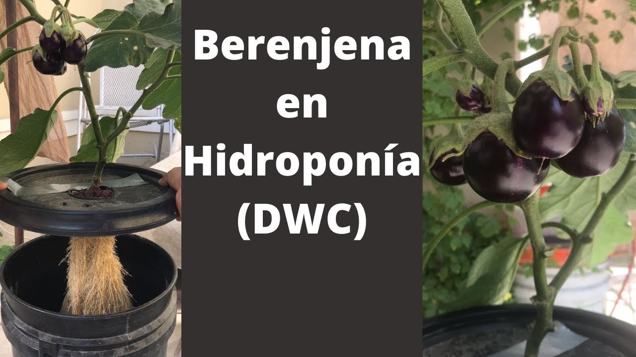 Berenjena en hidroponía